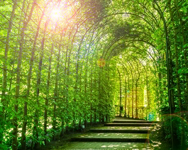 The Alnwick Garden’s garden tunnel.