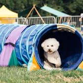 The North East Dog Festival