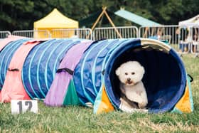 The North East Dog Festival