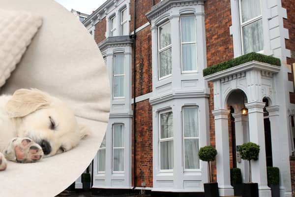 91 Aparthotel are launching dog-friendly stays.