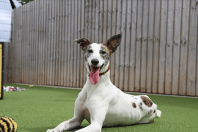  This nine-month-old pup is such a sweet girl who goes from showing off her cheeky side by pinching random objects to turning into an old soul who loves to find a comfy spot where she can enjoy a snooze.  She will bring a lot of fun to her new home.  