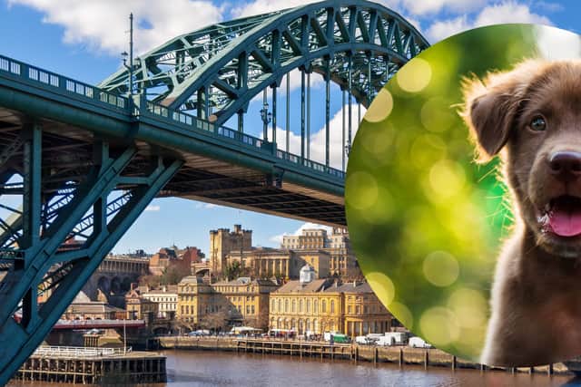 Newcastle came second on the list of ‘dog-obsessed’ cities.