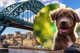 Newcastle came second on the list of ‘dog-obsessed’ cities.