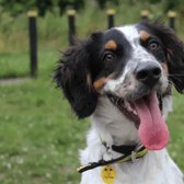 John is a very playful youngster. He has been practicing his training using his favourite toys and treats as his rewards! He is a lively, bouncy boy but also enjoys a snooze in a comfy spot. John is a very handsome and smart puppy. He will grow up to be a very clever dog, requiring exercise, enrichment, and training to keep him busy! John absolutely loves to play with toys and will happily play a game of fetch. He is full of enthusiasm and will join you on your adventures. (Credit: Dogs Trust)