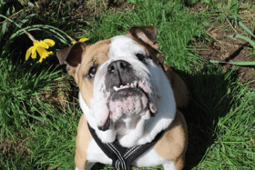 Edna has stolen the hearts of her carers her with a fun personality and affectionate side. It can take a bit of time to get into her friendship circle but with the help of treats, which she loves, it is so worth it! She’s enjoys playtimes and being out and about exploring. She’s good in the car too which is great for any adventures a little further away from the home. (Credit: Dogs Trust)