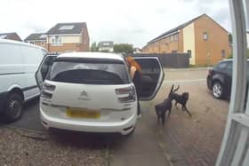 CCTV capturing the moment two dogs enter a family home in Chelmsley Wood, Birmingham, and savage two cats to death.