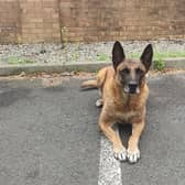 Seth is looking for a forever home after retiring (Credit: Northumbria Police)