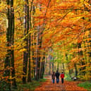 These are Newcastle’s most beautiful places for an autumn walk. 