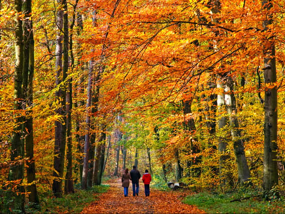 These are Newcastle’s most beautiful places for an autumn walk. 