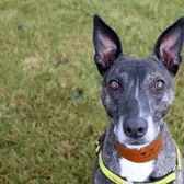 Bella is a fun and lively girl. We love watching her go at the centre and she is always SUPER happy to see you and say HELLO! She does enjoy keeping busy and her love for food will aid her training. She’ll happily demonstrate her ‘sit’ for some cheese and can’t wait to learn more tricks with you! Bella likes to be around her human pals and enjoys the attention. Bella is super playful and her fun personality definitely bursts through during playtimes, she’s a real character who will be lovely to have in the home. If you are looking for a friend for life who has a fun and lively, loving personality then come and spend some time with Bella. Bellissima Bella!!! (Credit: Dogs Trust)