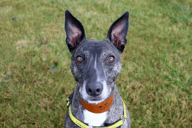 Bella is a fun and lively girl. We love watching her go at the centre and she is always SUPER happy to see you and say HELLO! She does enjoy keeping busy and her love for food will aid her training. She’ll happily demonstrate her ‘sit’ for some cheese and can’t wait to learn more tricks with you! Bella likes to be around her human pals and enjoys the attention. Bella is super playful and her fun personality definitely bursts through during playtimes, she’s a real character who will be lovely to have in the home. If you are looking for a friend for life who has a fun and lively, loving personality then come and spend some time with Bella. Bellissima Bella!!! (Credit: Dogs Trust)