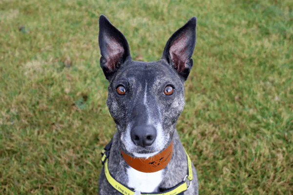 Bella is a fun and lively girl. We love watching her go at the centre and she is always SUPER happy to see you and say HELLO! She does enjoy keeping busy and her love for food will aid her training. She’ll happily demonstrate her ‘sit’ for some cheese and can’t wait to learn more tricks with you! Bella likes to be around her human pals and enjoys the attention. Bella is super playful and her fun personality definitely bursts through during playtimes, she’s a real character who will be lovely to have in the home. If you are looking for a friend for life who has a fun and lively, loving personality then come and spend some time with Bella. Bellissima Bella!!! (Credit: Dogs Trust)