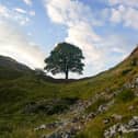 An investigation is underway after the tree at Sycamore Gap was “deliberately felled”. Photo: Ian Forsyth/Getty Images.