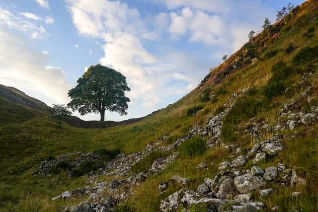 An investigation is underway after the tree at Sycamore Gap was “deliberately felled”. Photo: Ian Forsyth/Getty Images.