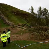 A 16-year-old boy has been arrested in connection with the “deliberate felling” of the Sycamore Gap tree. Photo: Jeff J Mitchell/Getty Images.