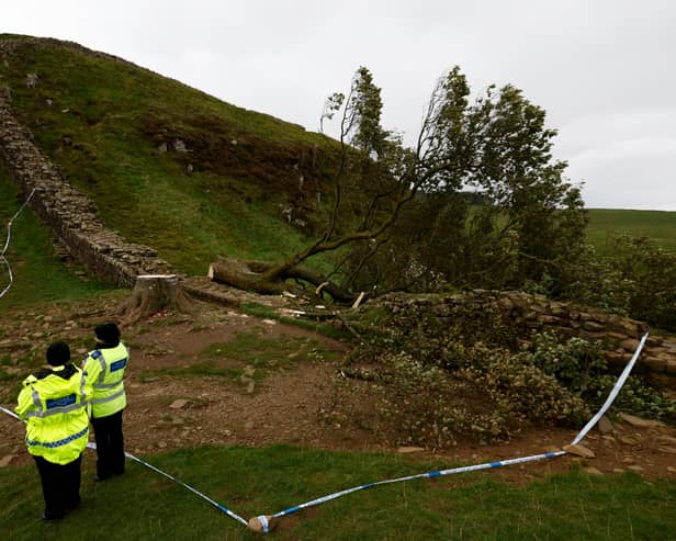A 16-year-old boy has been arrested in connection with the “deliberate felling” of the Sycamore Gap tree. Photo: Jeff J Mitchell/Getty Images.