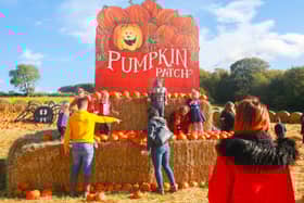 Lintz Hall Farm have launched their very own Pumpkin Patch.