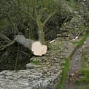 Forensic investigators from Northumbria Police examine the felled Sycamore Gap tree, on Hadrian's Wall in Northumberland (Photo: Owen Humphreys/PA Wire)