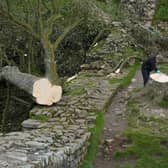 Forensic investigators from Northumbria Police examine the felled Sycamore Gap tree, on Hadrian's Wall in Northumberland (Photo: Owen Humphreys/PA Wire)