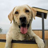 Max has a great love in life for toys and does enjoy carrying them around when he is pottering around or going on his walks. He can tend to carry a blanket around at times too. He is a real water baby and will never say no to having a splash around. He has been enjoying attending hydrotherapy sessions at the centre for enrichment. Max has been coming along fantastically with his training and our dedicated team will be on hand to help with Max’s transition into his forever home as this will be a gradual and slow transition for him. (Credit: Dogs Trust)