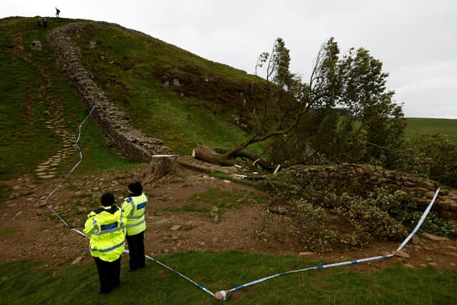 Two men are set to appear before Newcastle Magistrates’ Court charged with felling the Sycamore Gap tree. Photo: Jeff J Mitchell/Getty Images.