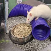 Two pet rats were found in a bin in Whickham, one of which was deceased.