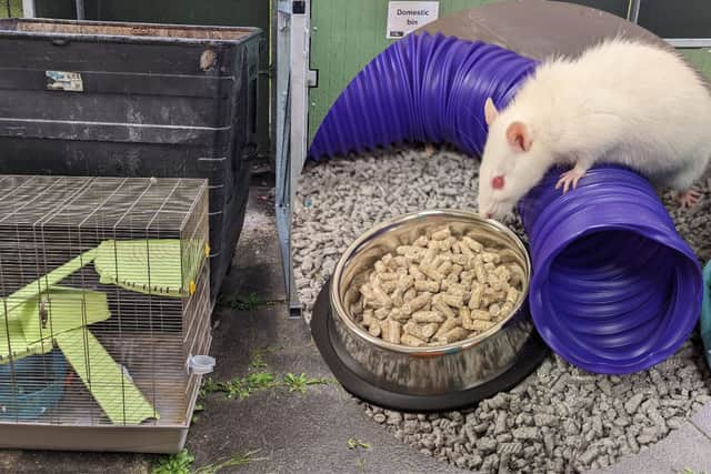 Two pet rats were found in a bin in Whickham, one of which was deceased.