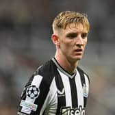 Newcastle United winger Anthony Gordon.  (Photo by Michael Regan/Getty Images)