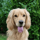 Obi will enjoy a home that will continue his training and take him on fun adventures to explore all the different sights and smells. He loves playing with toys and would love to have a game of fetch with his humans in his garden for some fun off lead play time as he will need to be kept on lead while out on his walks. Obi will make a lovely companion for someone who is going to be at home for him. (Credit: Dogs Trust)