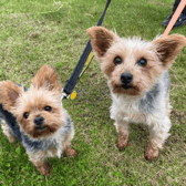 This adorable pair have been together for a while and we’d love to see them find a home together. They do enjoy a more calmer lifestyle where they can have a moment to adjust to their surroundings. This lovely little duo are going to make for the sweetest of companions (Credit: Dogs Trust)