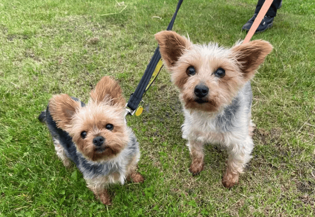 This adorable pair have been together for a while and we’d love to see them find a home together. They do enjoy a more calmer lifestyle where they can have a moment to adjust to their surroundings. This lovely little duo are going to make for the sweetest of companions (Credit: Dogs Trust)