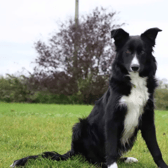 Flynn is looking for an adult only home to settle into. He prefers a quieter environment as he is a sensitive soul who is lacking in confidence with handling and other dogs. Potentially he could love with another pooch pal that is fairly quiet but will be just as happy enjoying the home comforts whilst his dog social skills are worked on outside of the home. A home with minimal leaving hours and a garden will be ideal so he has company and someone around to help with his on going training. His new family will be asked to visit Flynn a few times before he packs his yellow bag to help build up a budding friendship. (Dogs Trust)