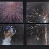 Some dogs don't mind the noise of fireworks - but for others it can be a traumatic experience.