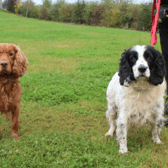Chester and Oban have a lovely bond and would love to stay together. They help give each other confidence and bring out each others playful side. They are a lovely pair that will love to go out for walks with their family and then home to snuggle up in a nice comfy spot. (Dogs Trust)