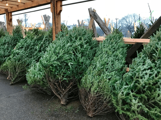 Real Christmas trees near me: Where to get a tree in and around Newcastle in 2023