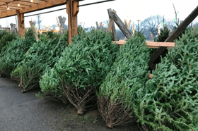 Real Christmas trees near me: Where to get a tree in and around Newcastle in 2023