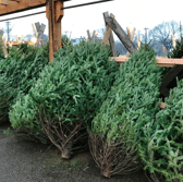 Real Christmas trees near me: Where to get a tree in and around Newcastle in 2023