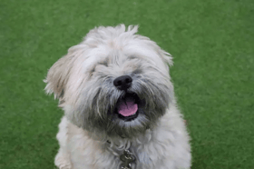 This dude certainly has the looks but he is still working on his confidence around people so would like a family understanding of his need for space. He likes being out and about exploring new places and sniffing out new smells. Car travel doesn't bother him so will be ok for a mini road trip enjoy other walking routes. Ozzy is a playful lad and is always up for a game of ball. With some guidance and time Ozzy's full personality will soon shine through. 