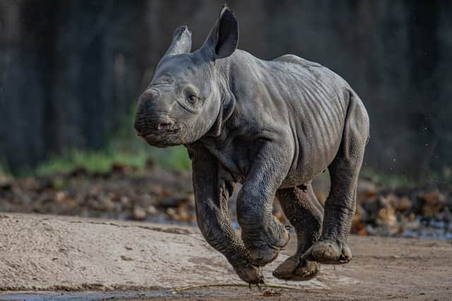 The baby rhino