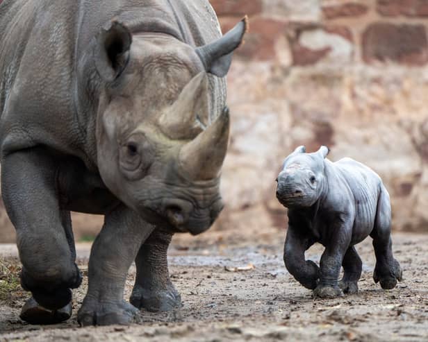 Conservationists at Chester Zoo are overjoyed after the birth of one of the world's rarest mammals, a critically endangered eastern black rhino. The female calf was safely delivered onto a bed of soft sand by new mum Zuri on Sunday 12 November at 2.45pm, following a 15-month pregnancy. 