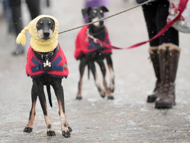 When is it too cold to walk your dog? (Photo:  Christopher Furlong/Getty Images)