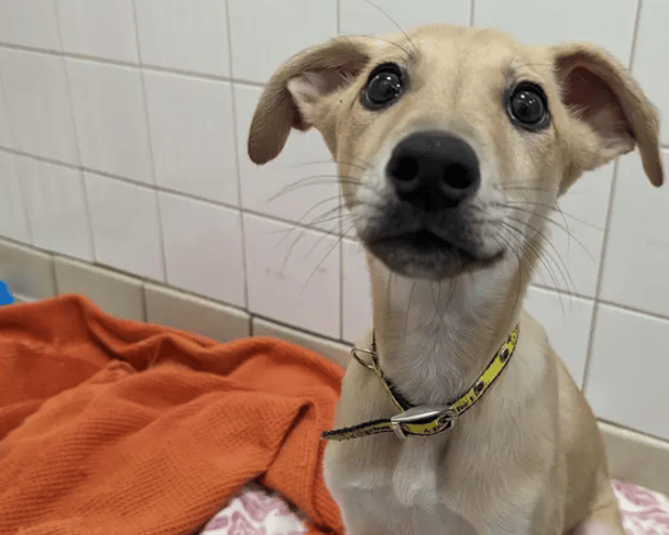 Ringo is an adorable 12-week-old lurcher. He has had an unsettled life so far, so he is looking for a quiet and predictable home, with owners around all the time initially whilst he settles in. He will need adopters who are prepared to do all of his basic training, including house training, and a secure garden will be needed for this. He could live with a sensible, confident adult dog to show him the ropes and he could live with children, pending everyone getting along together. Due to his breed's natural prey drive, we would avoid homing him with cats or small furries.