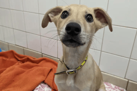 Ringo is an adorable 12-week-old lurcher. He has had an unsettled life so far, so he is looking for a quiet and predictable home, with owners around all the time initially whilst he settles in. He will need adopters who are prepared to do all of his basic training, including house training, and a secure garden will be needed for this. He could live with a sensible, confident adult dog to show him the ropes and he could live with children, pending everyone getting along together. Due to his breed's natural prey drive, we would avoid homing him with cats or small furries.