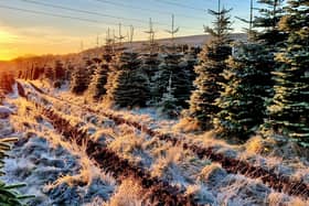Real Christmas trees near me: Where to get a tree in and around Newcastle in 2024