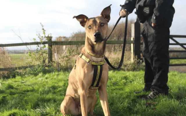 Handsome Monty is looking for a family who are into their dog training and will help him build up on some of his skills. He could also benefit from a confidence boost. A home with a garden would be ideal for playtime and enrichment games. Once settled into home life Monty should be ok to spend time on his on a comfy bed with a chew if his pawrents ever need to pop out. Monty can live with secondary school aged kids (12yrs+). He may have a pal when out on his on-lead walks but will need to be the only dog in the home.