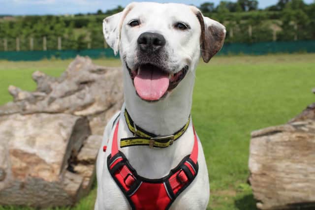 Cali while in care of Dogs Trust Darlington.