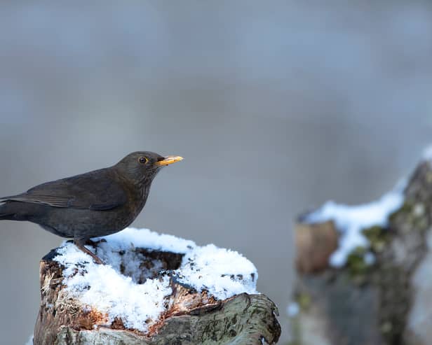 Colder weather drives many birds to seek refuge in gardens (Photo: Ben Andrew/RSPB)