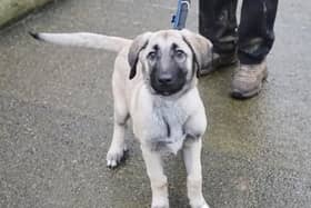 Barry is a gorgeous 3-month-old Anatolian Shepherd. He came to us as a stray, so we have no previous history on him, but in his foster home he is showing that he is a really nice natured, sweet boy. He loves people but can jump up and he will be a very big dog when fully grown, so any children in the home would need to be confident around big and bouncy dogs. Barry enjoys the company of other dogs, although he can be excitable and lacks manners so any other dogs in the home would need to be able to cope with his enthusiastic playstyle. Barry can be left on his own for a couple of hours once he is settled in. As he is a puppy, he is still learning some of his basic skills so a private and enclosed garden would help with this.