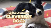 Max the Border Collie knows the names of all 231 of his toys.
