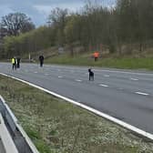 A goat is pictured between junction 12 or 13 of the M5 on March 25. Three of the animals ran onto the carriageway and blocked traffic.